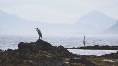 Heron Bird Sitting on Stone Near Sea