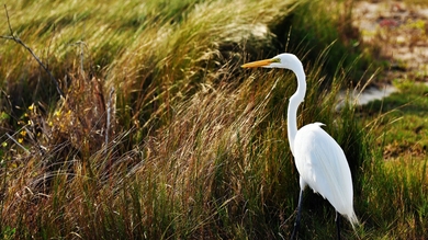 Heron Bird Standing in Grass