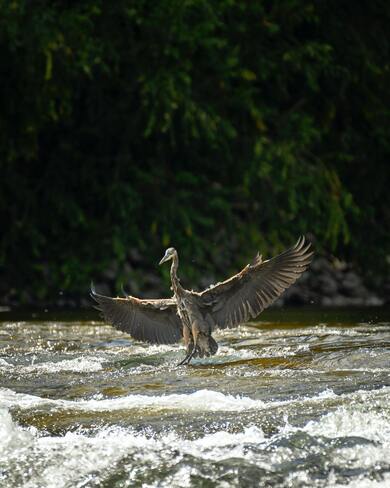 Heron Bird Wings Photo