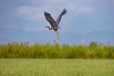 Heron Flying Above The Grass