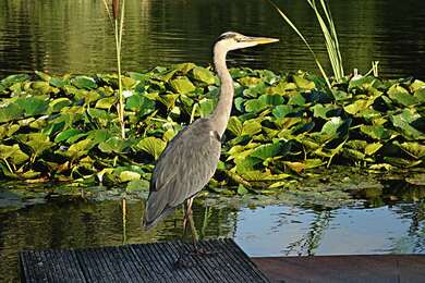 Heron Near A Lake 4K