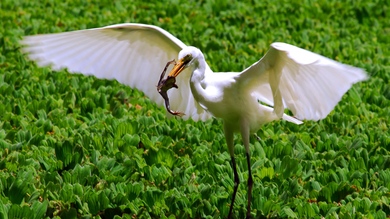 Heron with Tod in Beak