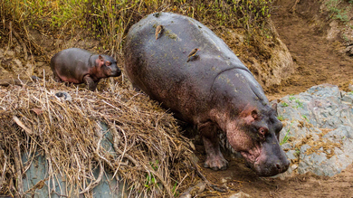 Hippopotamus with Baby 4K Animal Photo