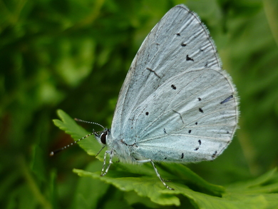 Holly Blue Butterfly