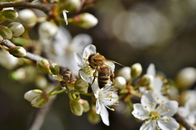 Honey Bee Insect Pic
