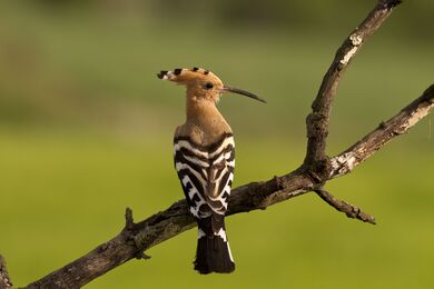 Hoopoe 4K Wallpaper