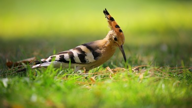 Hoopoe Bird 4K Wallpaper