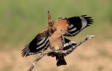 Hoopoe Bird Flying
