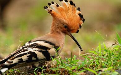 Hoopoe Bird HD Pic