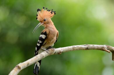 Hoopoe Bird Macro Photography