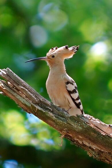 Hoopoe Bird Mobile Pic