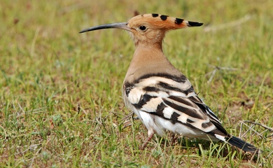 Hoopoe Bird on Grass