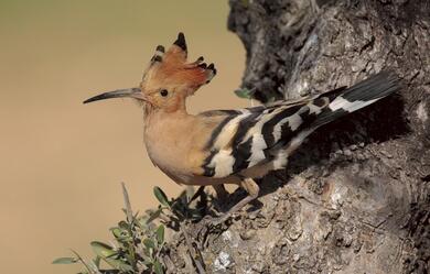 Hoopoe Bird