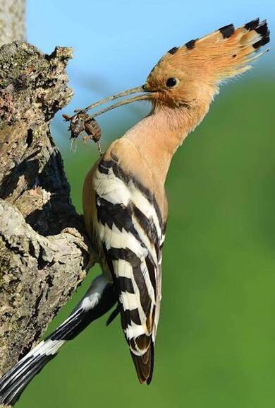 Hoopoe Feeding Image