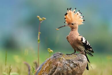 Hoopoe Sitting on Rock