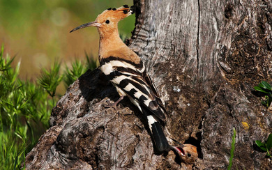 Hoopoe with Her Kids in Nest