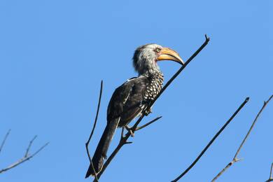 Hornbill Bird 5K Image