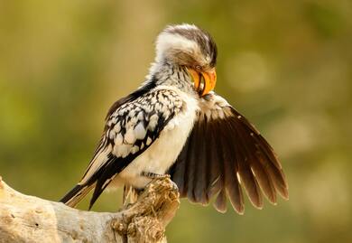 Hornbill Bird 5K Wallpaper