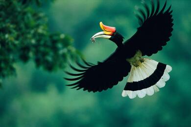 Hornbill Bird Flying Image