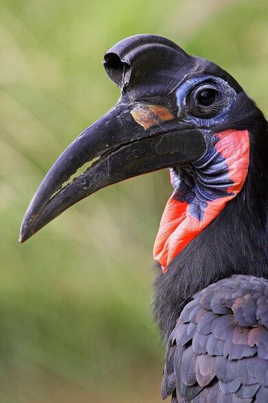 Hornbill Bird Mobile Pic