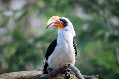 Hornbill Bird Sitting 4K Wallpaper