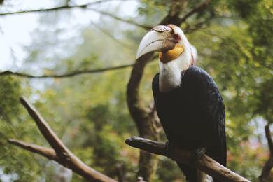 Hornbill Bird Sitting on Tree Branch