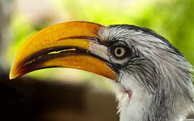 Hornbill Close Face