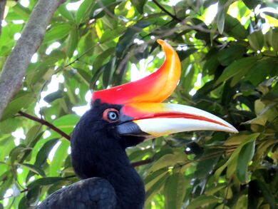 Hornbill Closeup Face