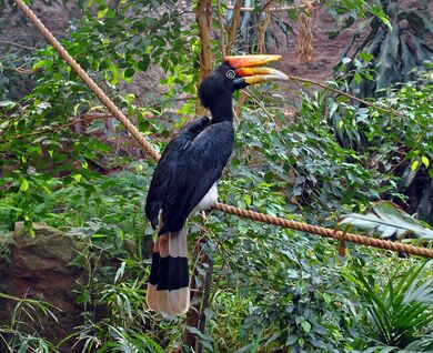 Hornbill Sitting Image