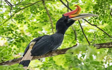 Hornbill Sitting on Branch