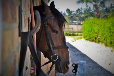 Horse Close Up 4K Photo