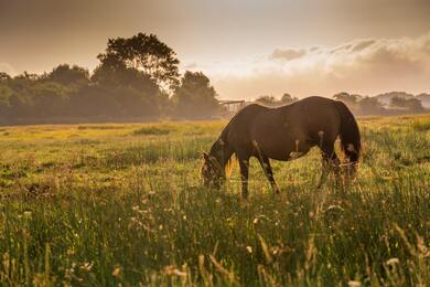 Horse Eating Grass