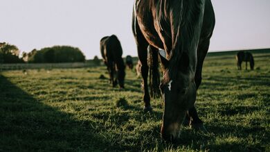 Horse Gracing 4K Pics