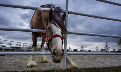 Horse in Stable Photo