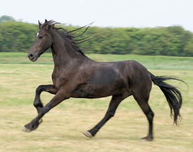 Horse in The Netherlands