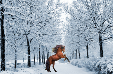 Horse in Winter