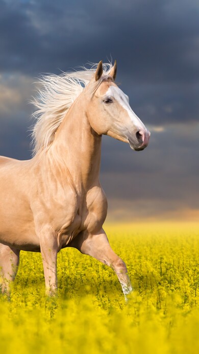 Horse Mobile Wallpaper