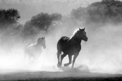 Horse Running Black and White Image
