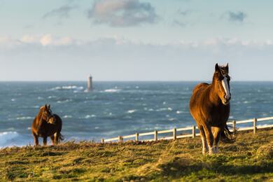 Horses at Seashore