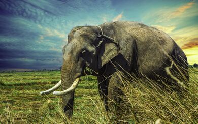 Huge Elephant Animal Wallpaper