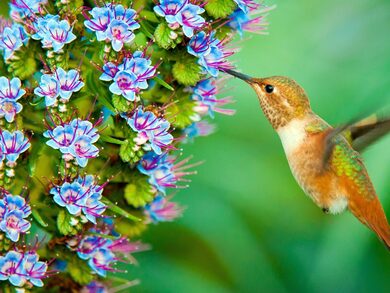 Humming Bird Feeding From Flower Photo