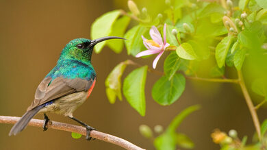 Humming Bird HD Pic