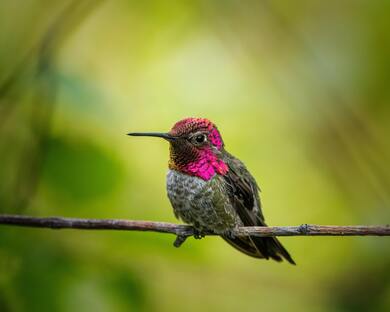 Humming Bird on Tree Branch