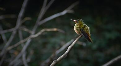 Hummingbird Baby Wallpaper