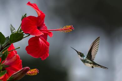 Hummingbird Feeding From Flower