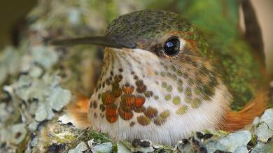 Hummingbird in Nest Photo