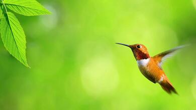 Hummingbird Near Green Leaf