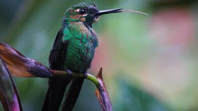 Hummingbird on Flowers