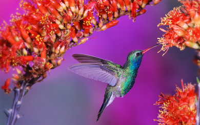 Hummingbird Plucking Flowers