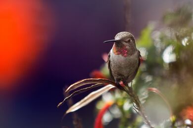 Hummingbird Sitting on A Branch of Tree